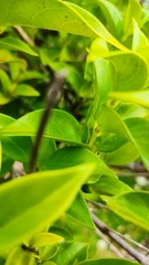 Geniostoma ligustrifolium