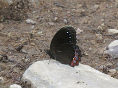 Gyrocheilus patrobas