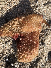Chondracanthus
