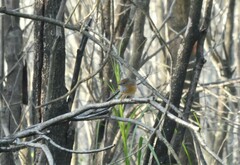 Stipiturus malachurus