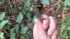 Silvascincus murrayi