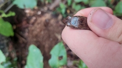 Silvascincus murrayi