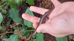 Silvascincus murrayi