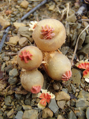 Calostoma