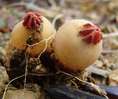 Calostoma