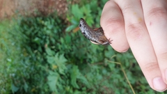 Silvascincus murrayi