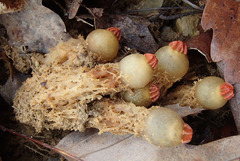 Calostoma