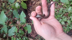 Silvascincus murrayi