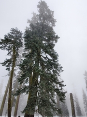 Abies magnifica shastensis