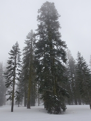 Abies magnifica shastensis