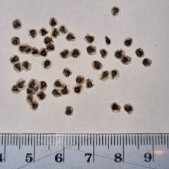 Eccremocarpus scaber