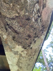 Metapolybia