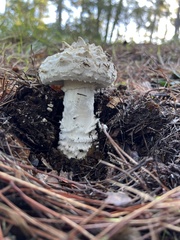 Amanita magniverrucata