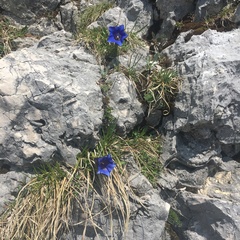 Gentiana clusii