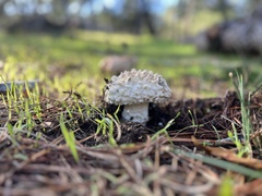 Amanita magniverrucata