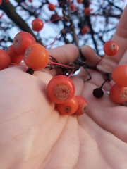 Malus floribunda