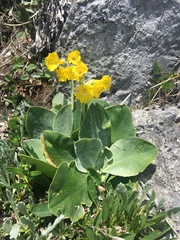 Primula auricula