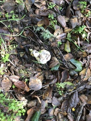 Entoloma ferruginans