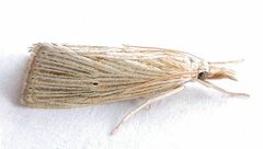 Xubida panalope