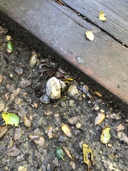 Entoloma ferruginans