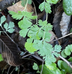 Corydalis flavula