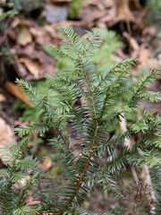 Taxus canadensis
