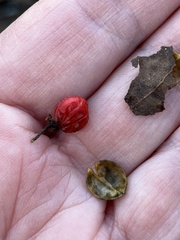 Celastrus orbiculatus