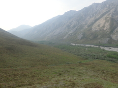 Populus balsamifera balsamifera