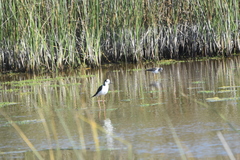 Himantopus mexicanus melanurus