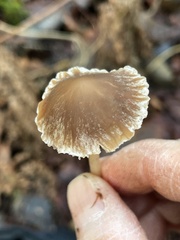 Psathyrella microrhiza