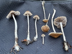 Psathyrella microrhiza