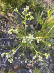 Ixodia achillaeoides