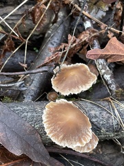 Psathyrella microrhiza