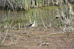 Himantopus mexicanus melanurus