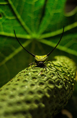 Macracantha arcuata