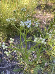 Ixodia achillaeoides