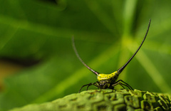 Macracantha arcuata
