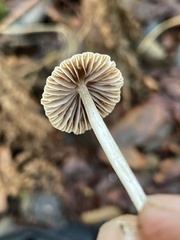Psathyrella microrhiza