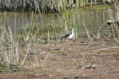 Himantopus mexicanus melanurus