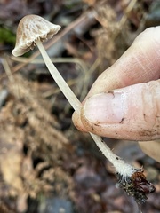 Psathyrella microrhiza
