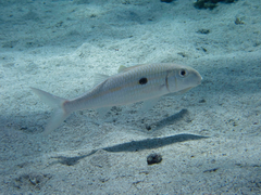Mulloidichthys flavolineatus