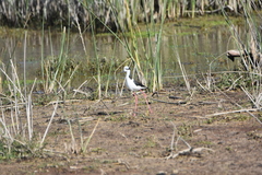 Himantopus mexicanus melanurus