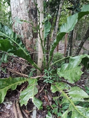 Anthurium schlechtendalii