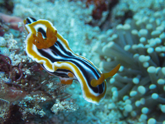 Chromodoris magnifica