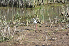 Himantopus mexicanus melanurus