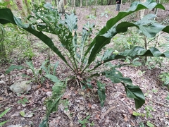 Anthurium schlechtendalii