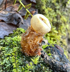 Calostoma