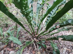 Anthurium schlechtendalii