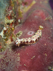 Hypselodoris decorata