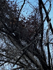 Celastrus orbiculatus